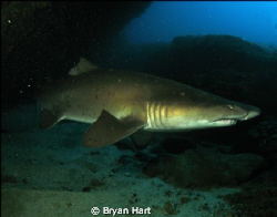 Aliwal Shoal - Raggie Cave by Bryan Hart 